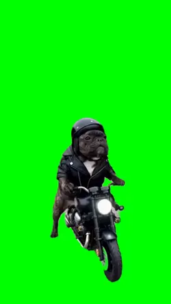 Frenchie biker