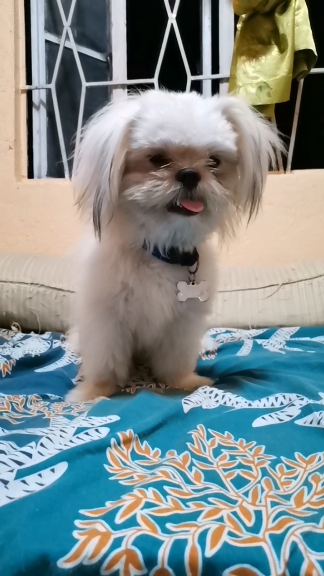 malungkot na shihtzu