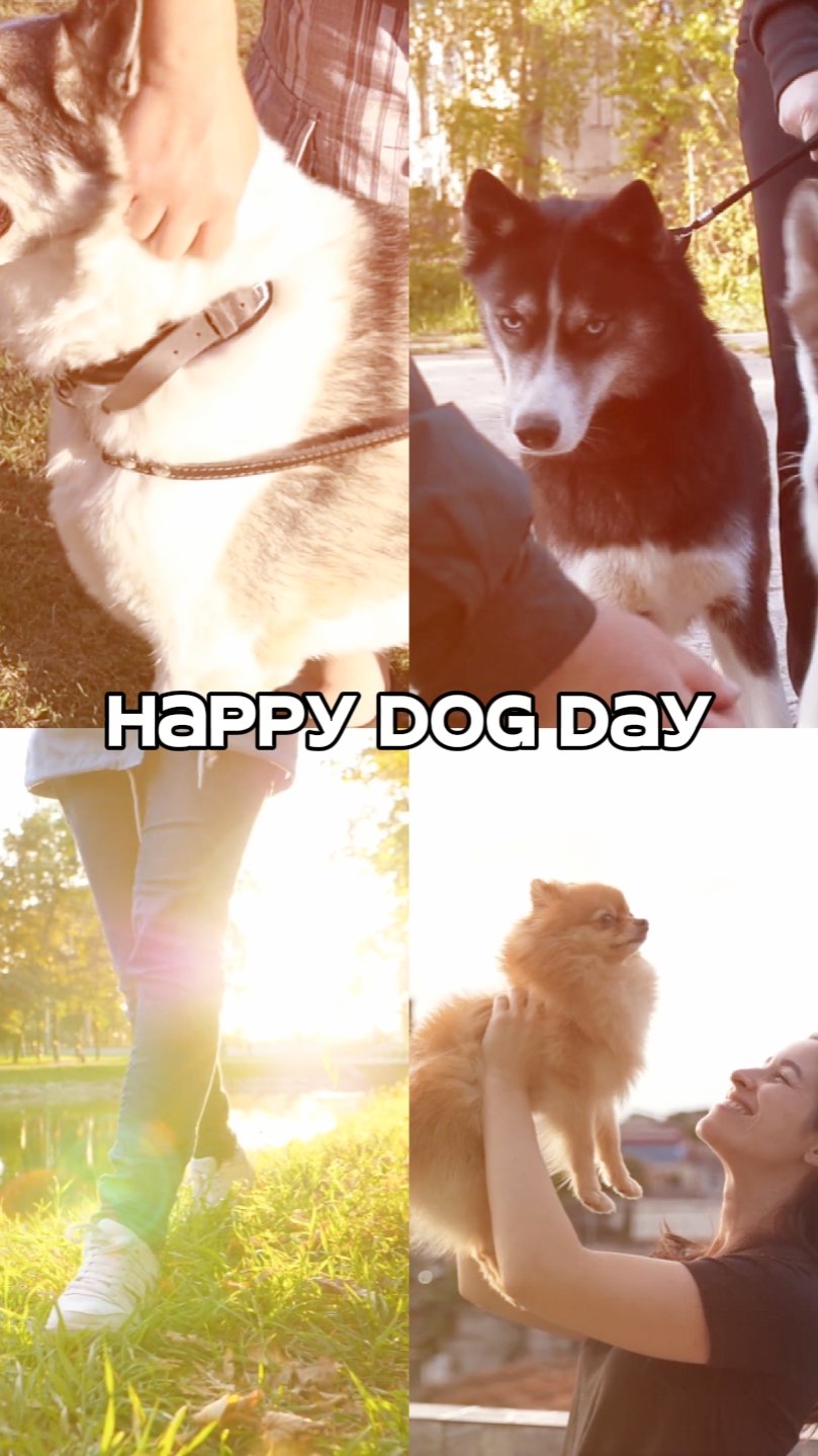 Happy dog day
