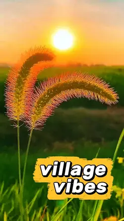 Village Vibes
