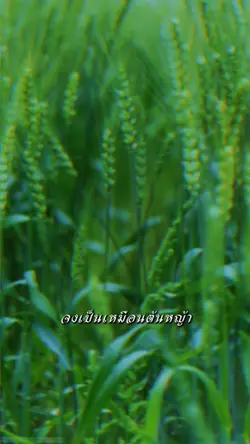 #จงเป็นเหมือนต้นหญ้า