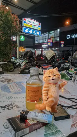 kucing dance kavkaz
