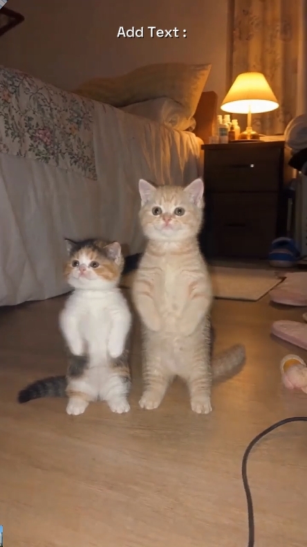 Gato De Baile Divertido