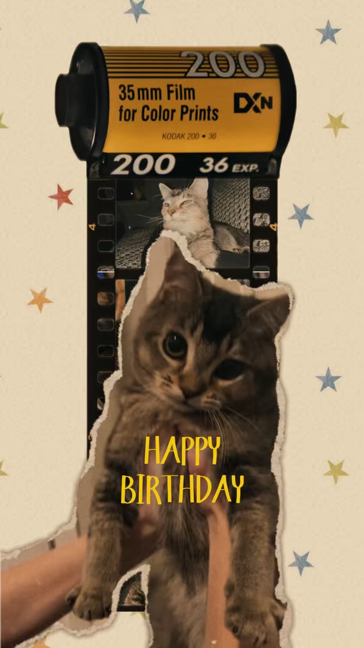Katze Geburtstag
