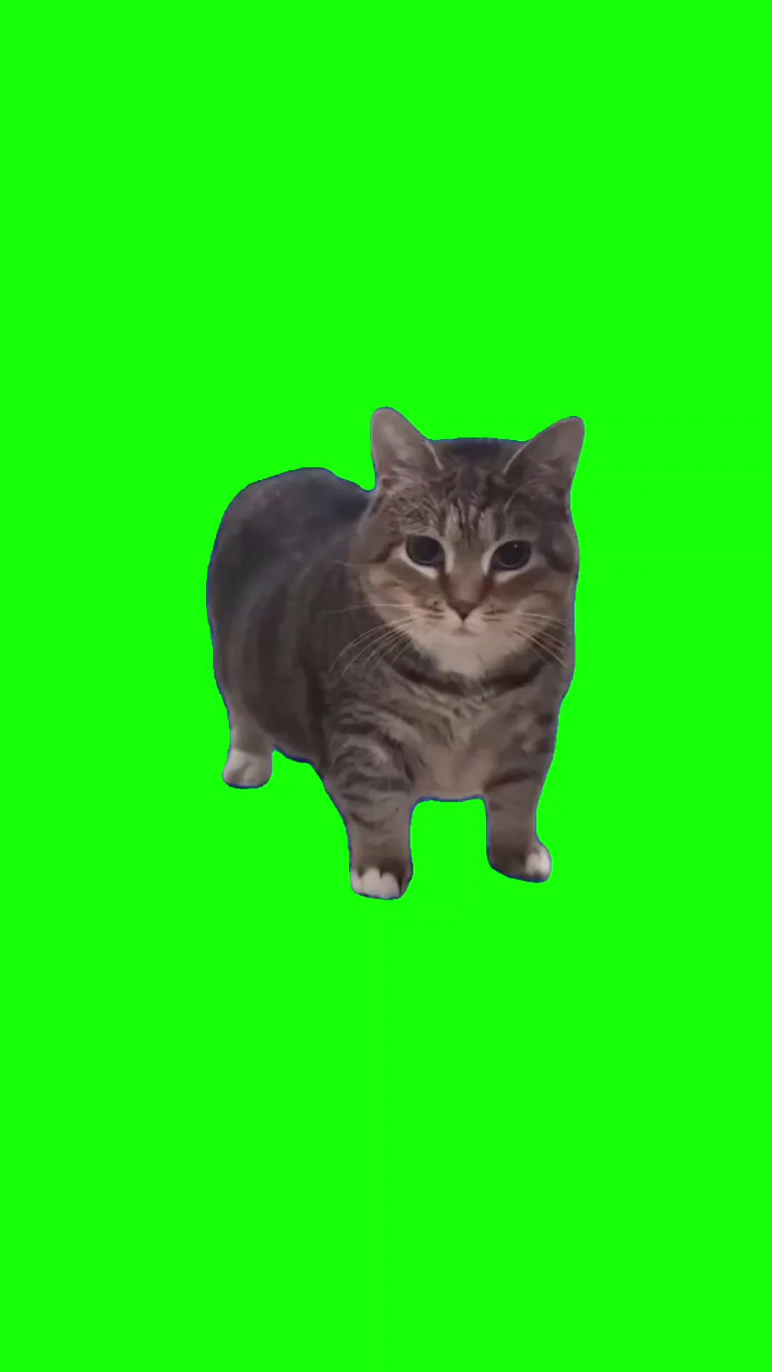 ukikaki cat