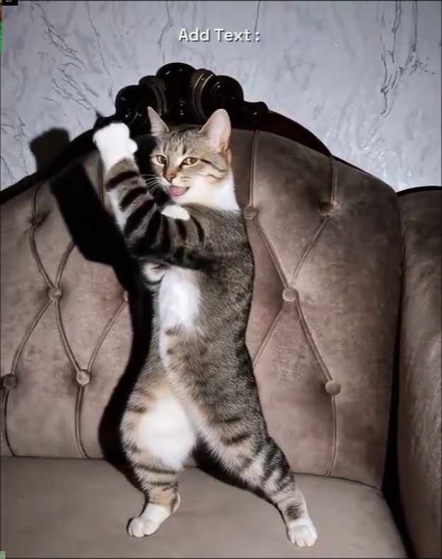 Tendencia del gato