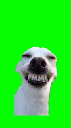 Dog smiling meme