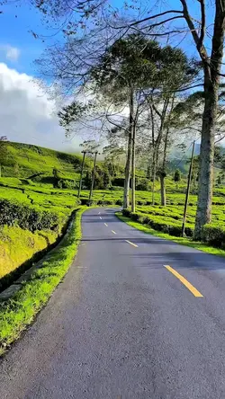 5 video HD nature
