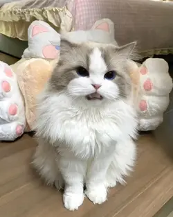 APT Cat Lip Sync AI