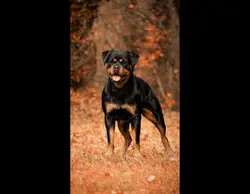 Rottweiler therian