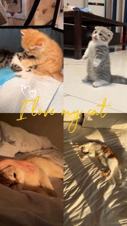 Amo a mi gato