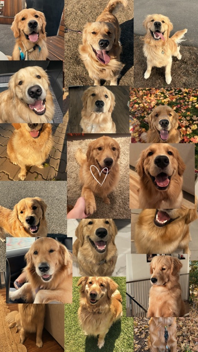 Mi perro