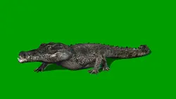 crocodile