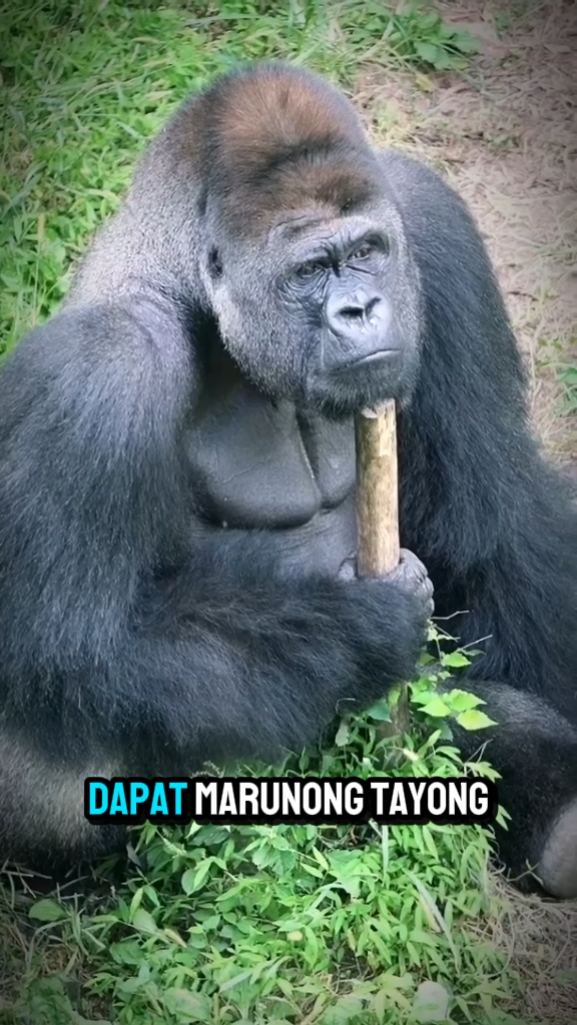 Papa dudut