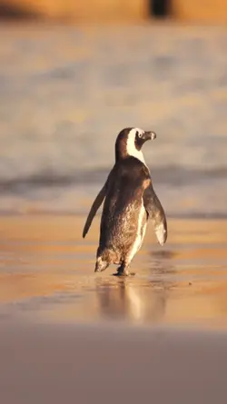 Pinguin-Wärme