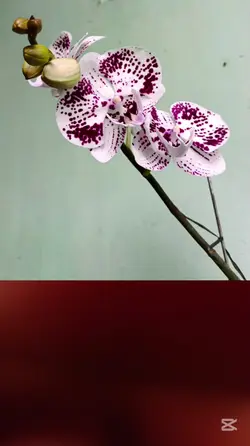 Bunga Anggrek