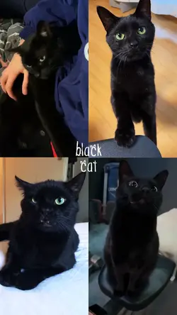 black cat