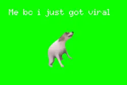 Greenscreen dog