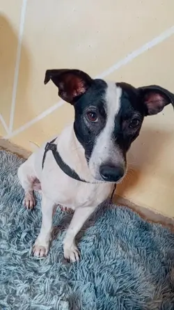 cachorrinho