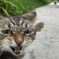 MAC N CHEESE