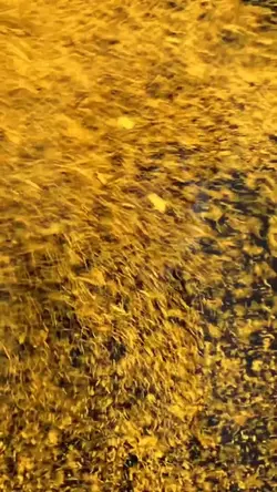 Golden dus