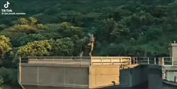 Roar dinosaur