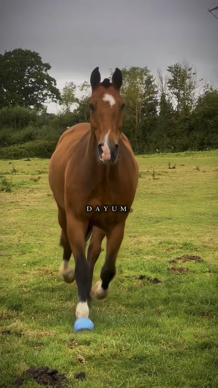 HÜBSCHES BOIII