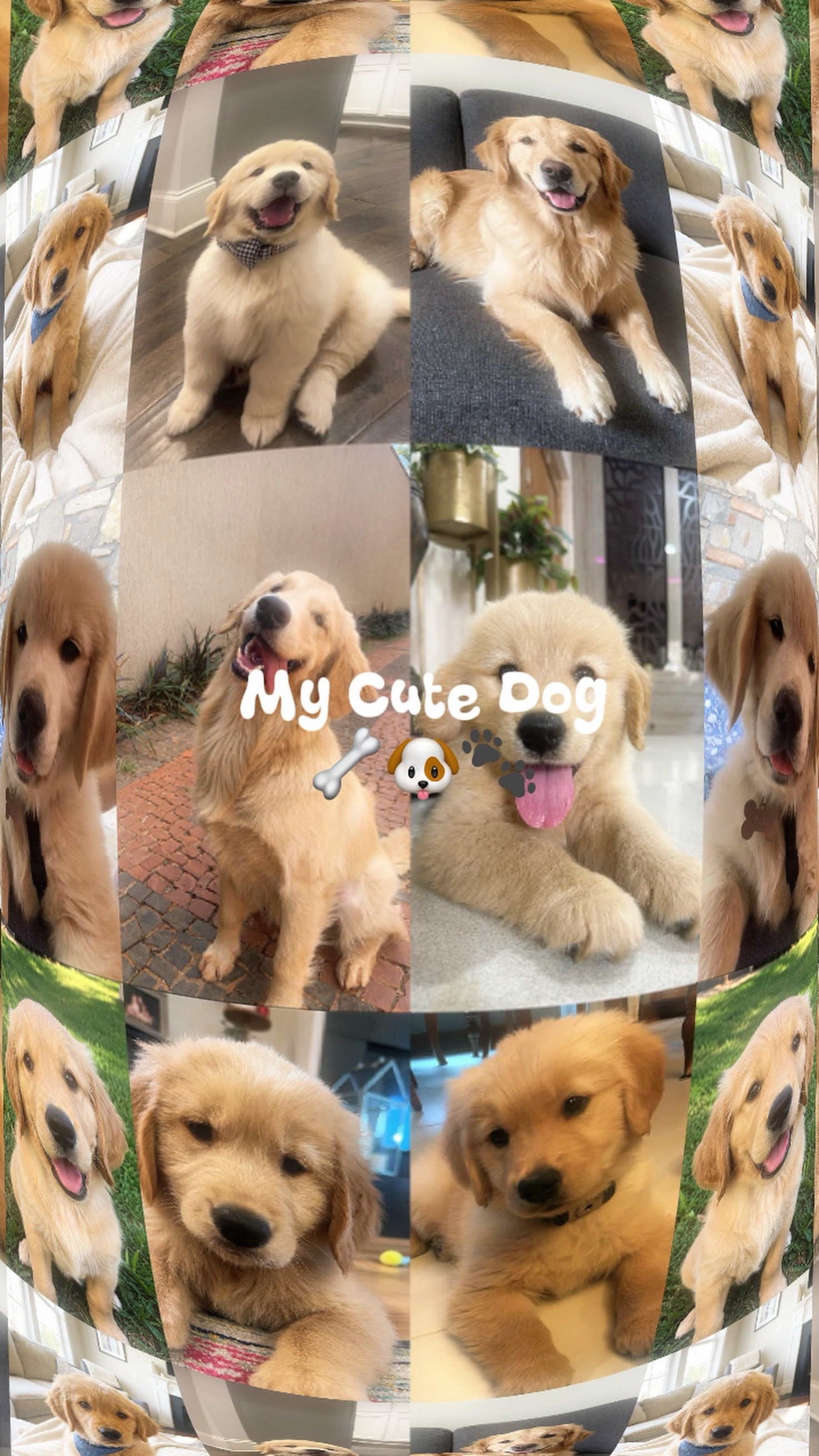 My cute Dog