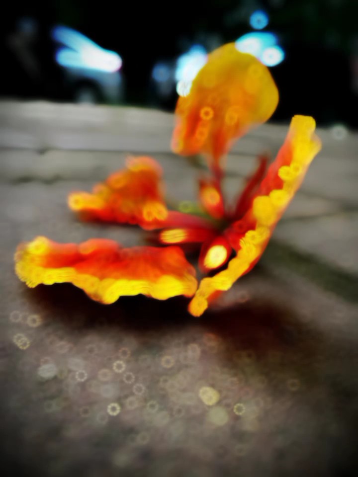 ইসলামিক ভিডিও 