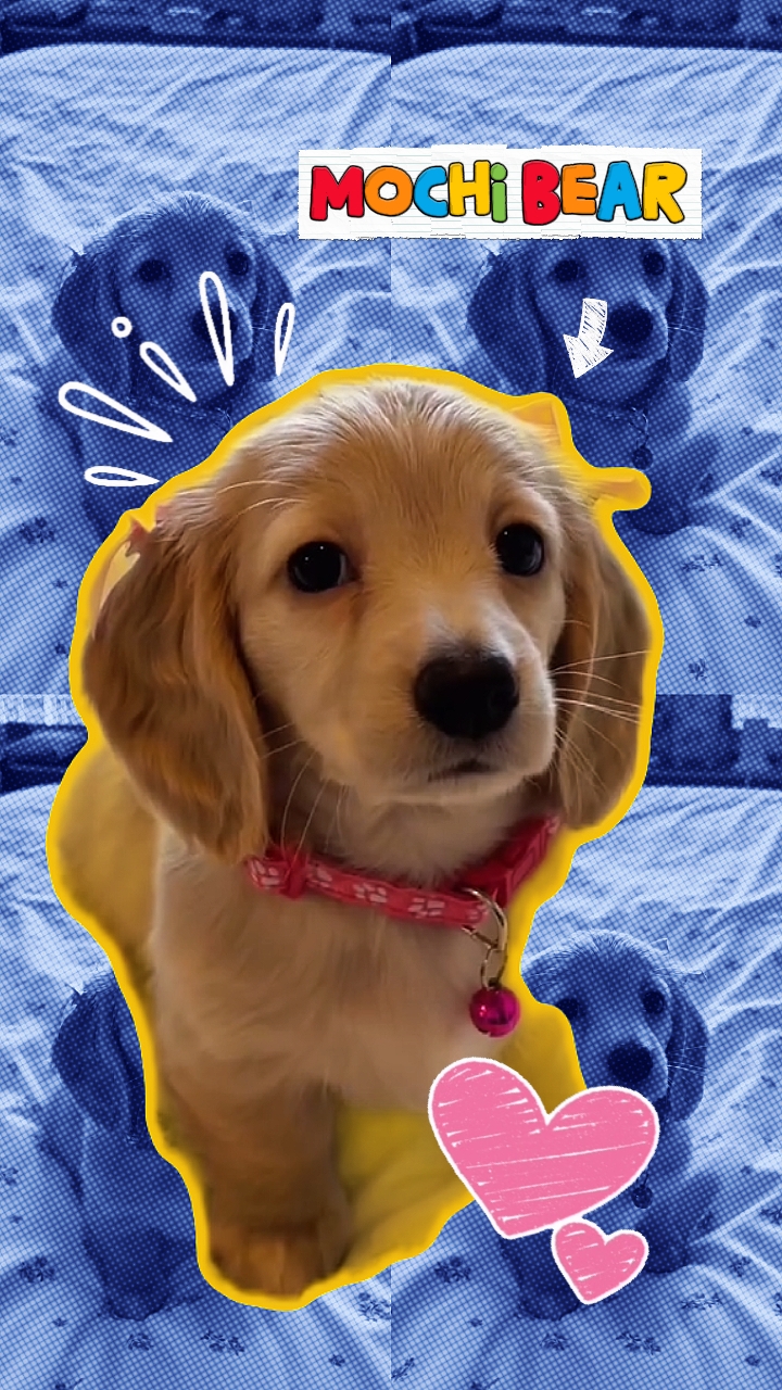 pet introduction 