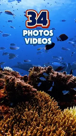 34 photos or videos 