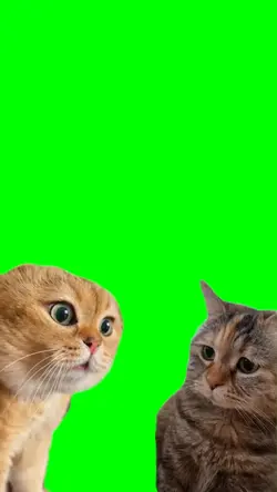 angry cat