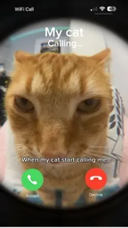 My cat calling 