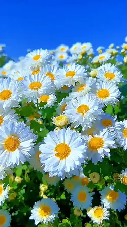 vidio mentahan polos