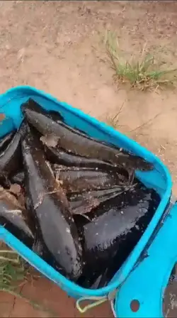 cina kulu kulu