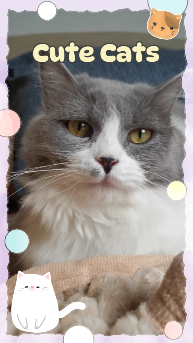 Kucing Lucu