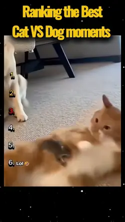 Cat VS Dog