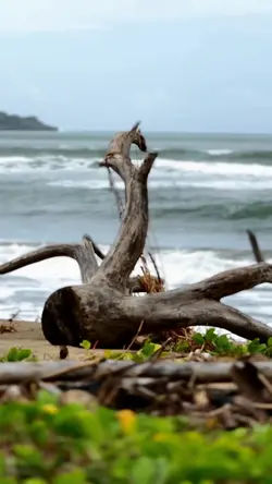 KiwKiwCukurukuk Cine