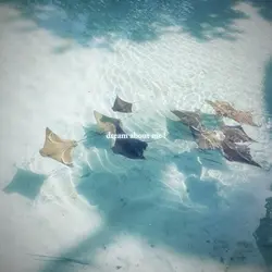 my favorite animals🤌