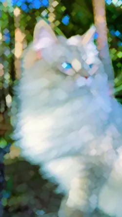 cat video slowmo