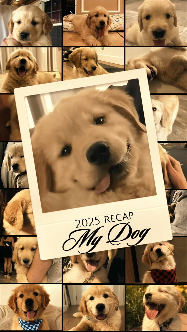 2025 resumen de mi perro