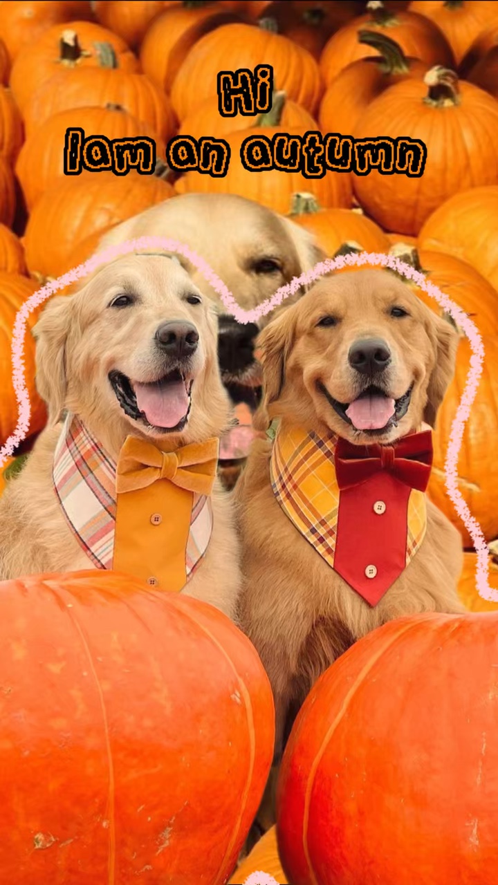 Chien en automne