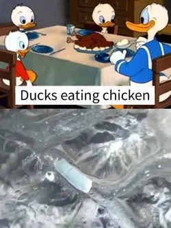 Duck