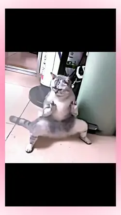 Fighting cat viral