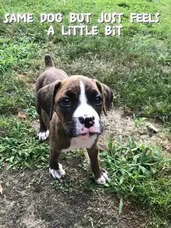 My dog 