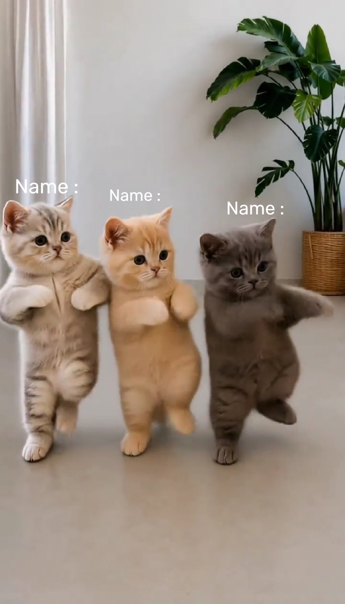 Dance with friends 