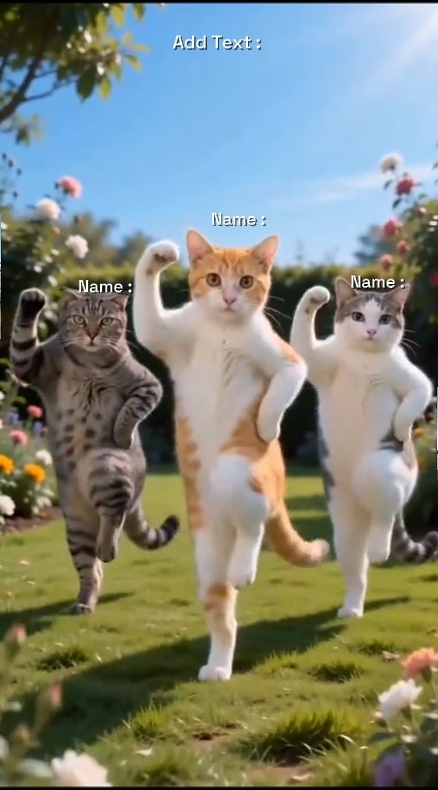 Dans Kedi Trendi