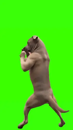dog boxing meme