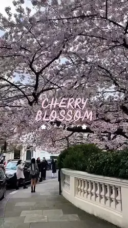 Cherry Blossom 