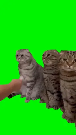 Handshake cats 